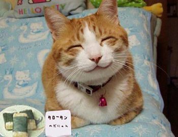 猫の笑顔.jpg